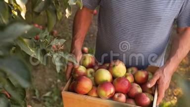 一个有经验的农民拿着一个收获<strong>红<strong>苹果</strong>的盒子。 特写，新鲜<strong>水果</strong>，强壮的手，在地面上工作